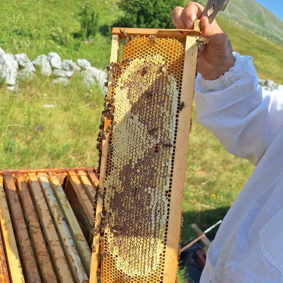 Saće s pčelama na ramu iz pčelinjaka Pčelarstva Lasić