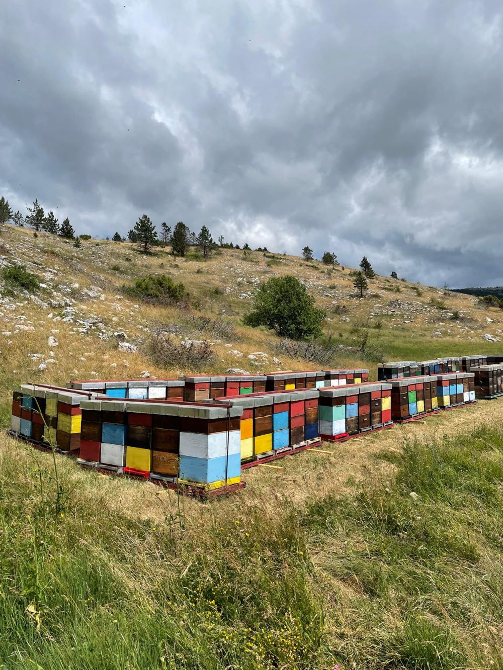 Red pčelinjih košnica pod oblačnim hercegovačkim nebom