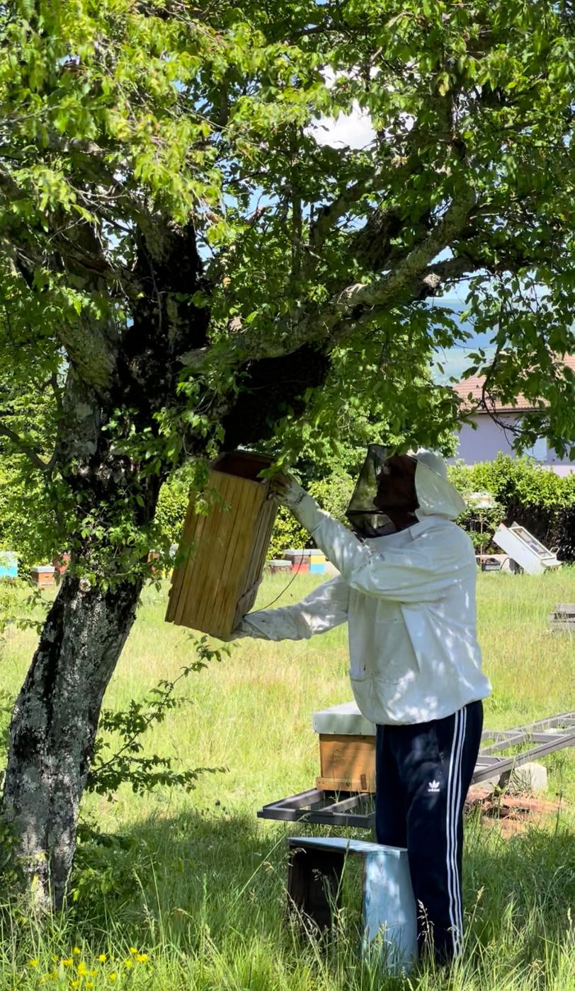 Pčelar hvata roj pčela s grane stabla